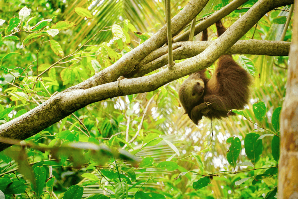 A sloth hanging from a tree in a Costa Rica rainforest
