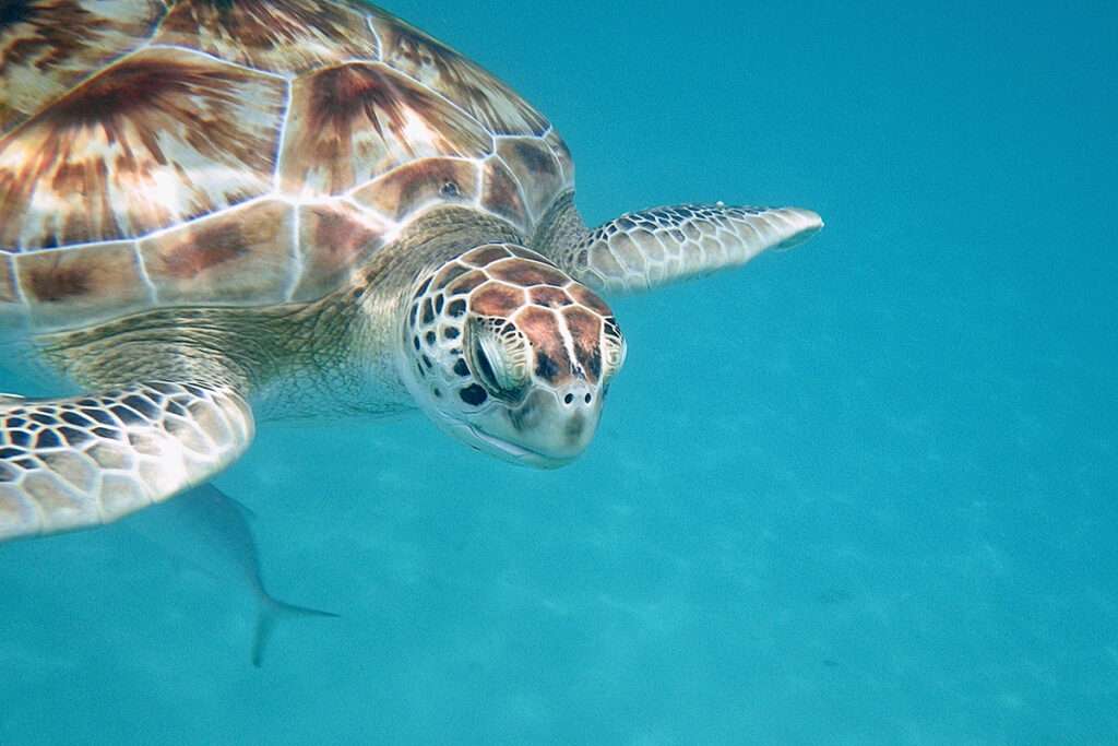 barbados-digital-nomad-visa-turtle-underwater Turtle swimming underwater