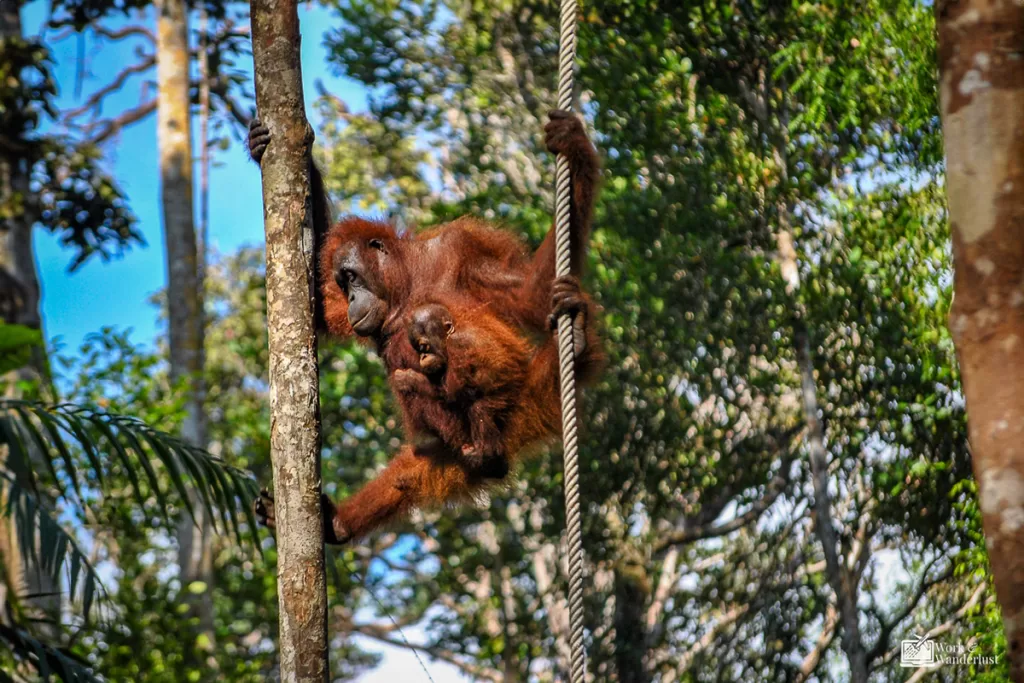 off-the-beaten-path-destinations-borneo-malaysia a monkey and baby monkey hanging from a rope and tree in Borneo Malaysia